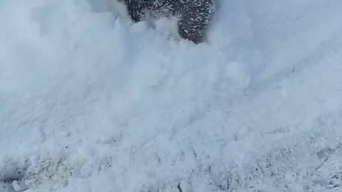 Puppy Loves Snow