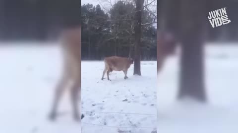 COWS acting like PUPPIES adorable