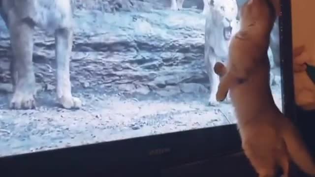 Funny Cat watching lion King movie