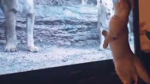 Funny Cat watching lion King movie