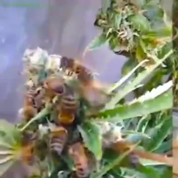 Weed Honey Bees.