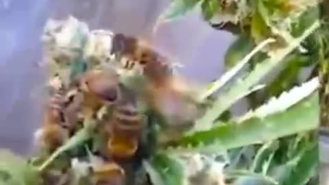 Weed Honey Bees.