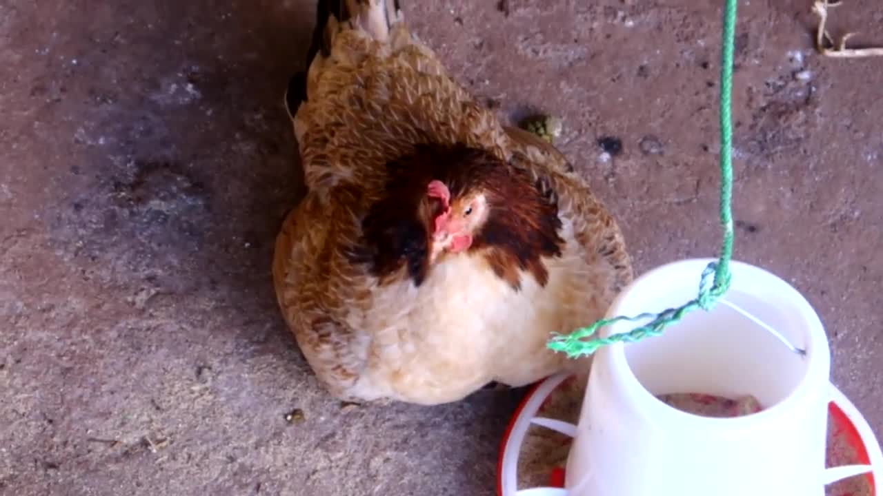 Baby chicks and Mother Funny Hen Video - Cute Chickens