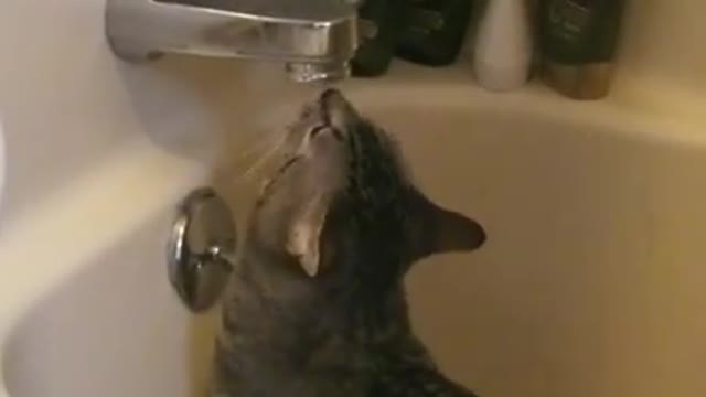Amanda Grace Talks..Bruce has figured out how to drink from the faucet!!