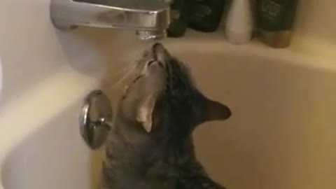 Amanda Grace Talks..Bruce has figured out how to drink from the faucet!!