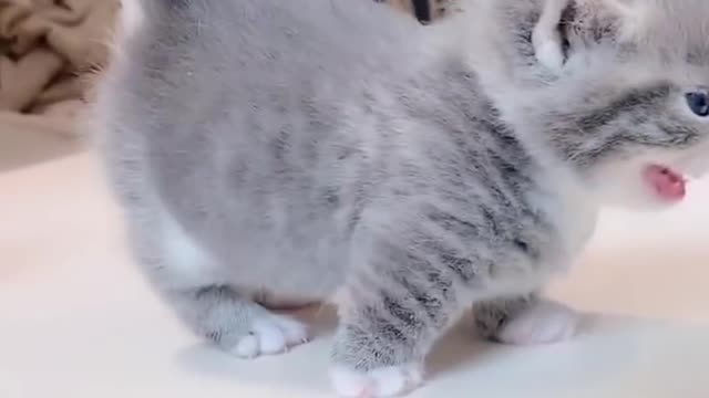 Tiny Munchkin Kittens That Will Lighten Up Your Day