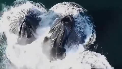 This is a beautiful and charming water-dwelling species