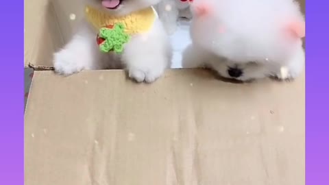 Cute and funny dog video. Cute 🐕🐶🐶🐶🐕