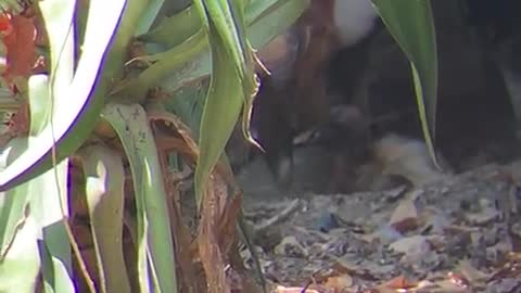 Nace Cóndor en el Aviario de Cartagena