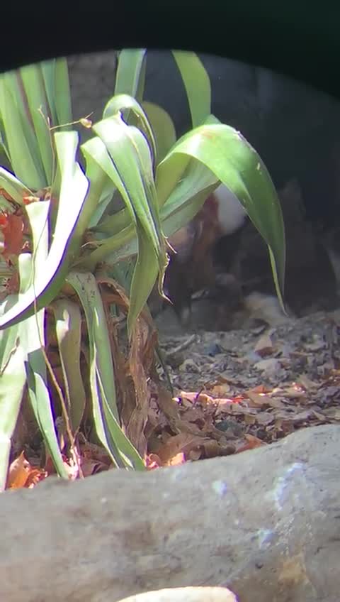 Nace Cóndor en el Aviario de Cartagena