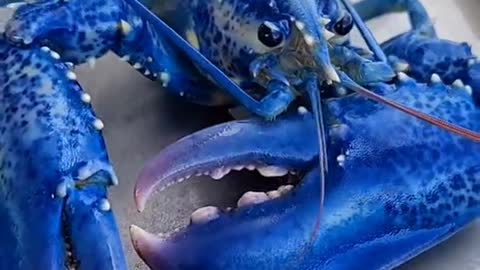crawfish