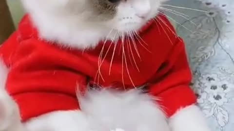 Cute cat