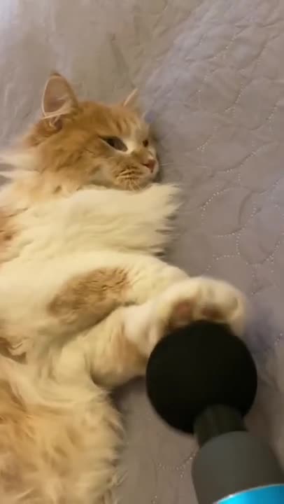 Did The Cat Deserve It?