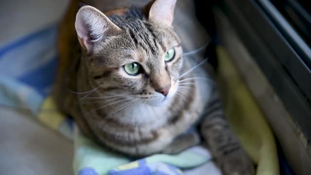 A gray cat with very beautiful eyes