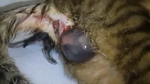 A cat gives birth to three baby