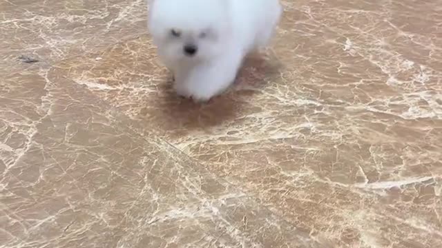I want to show you the transformation of a bichon Bear