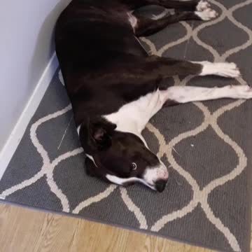 Just wipe your dirty, handsome, pitbull face on the carpet