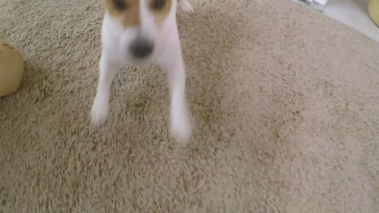 POV shot of woman throwing ball toy and playing with excited jack