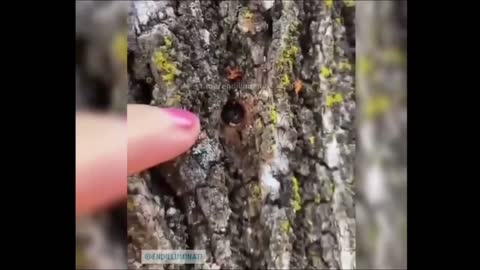 Camera inside of a tree watching Australians