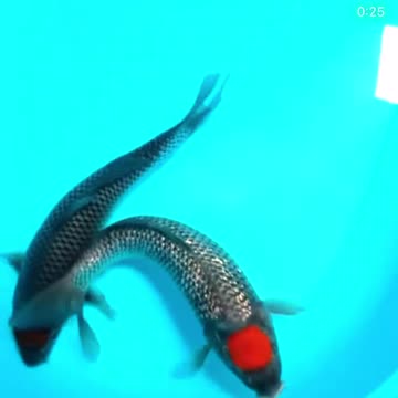 HQ Tancho Ochiba Shigure 🎏😮 Extremely Rare 🔥🔥