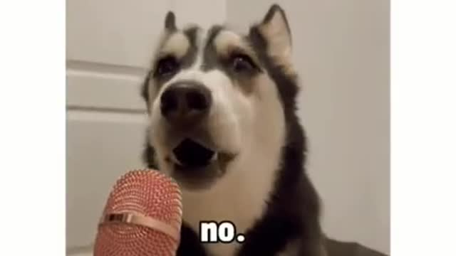 Funny husky dog talking in Mike.