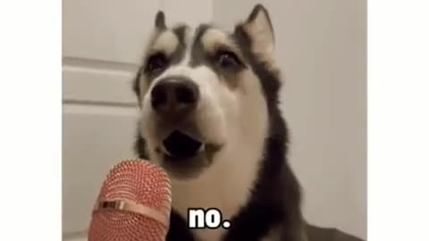 Funny husky dog talking in Mike.