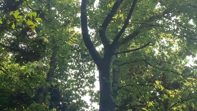 This tree is older than me