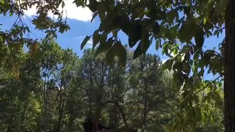 Kitty rescue