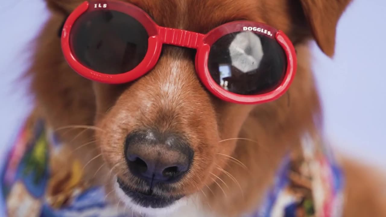 Cute dog video