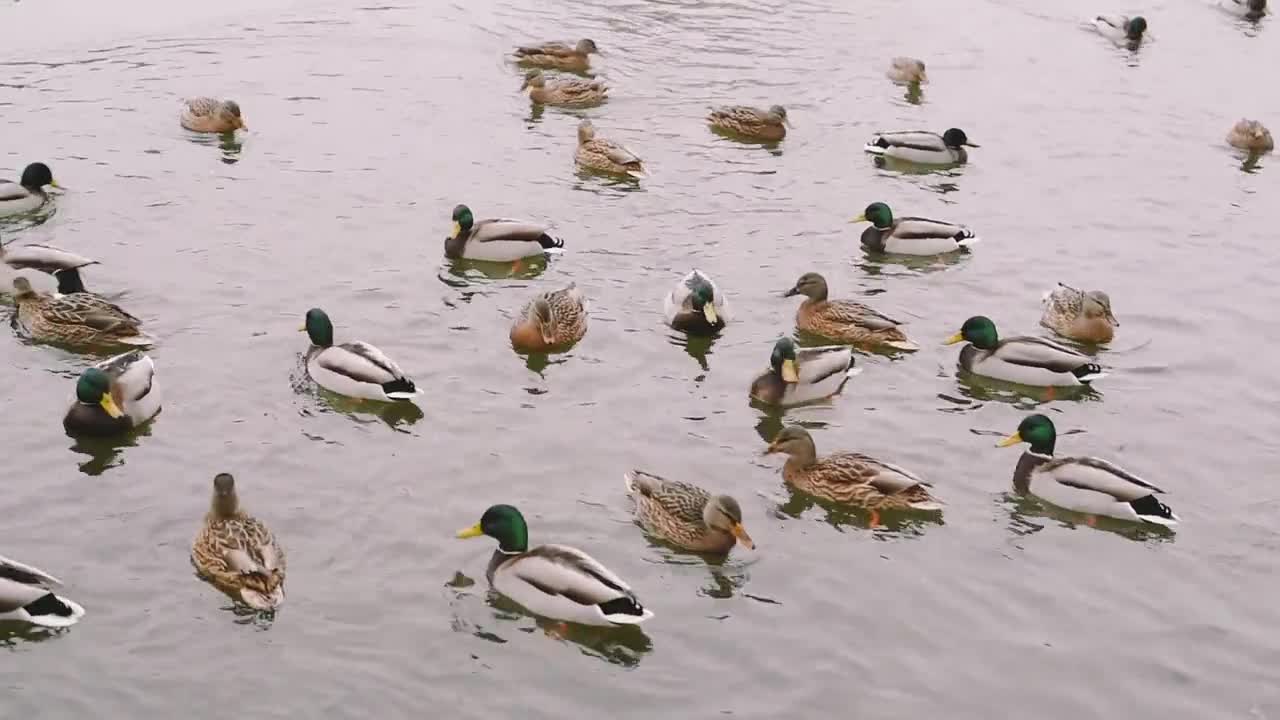 World beautiful Puddle ducks_ wood ducks