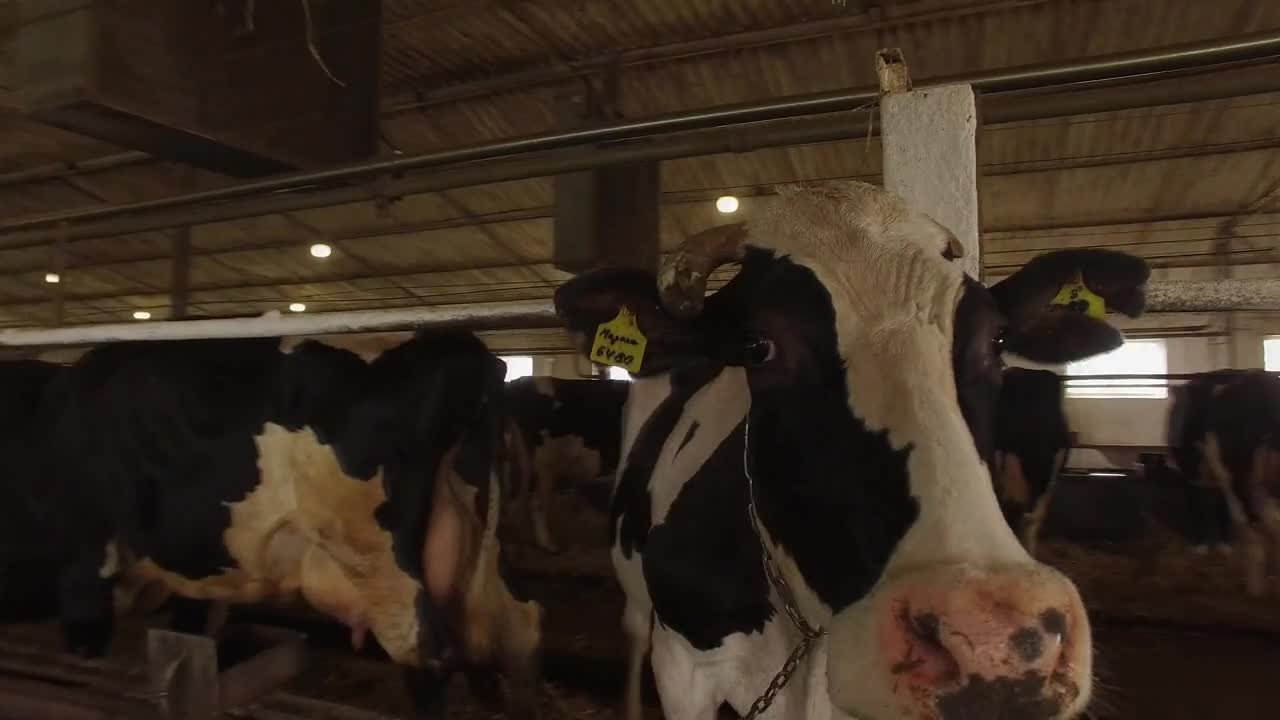 Cow in a cowshed. Animal with tag on ear. Source of meat and milk. Best livestock goes on sale