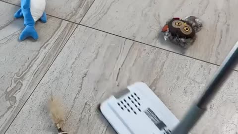 The Real Story Behind Funny cat reaction