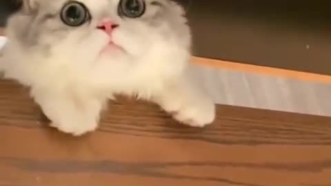 AWW Animals SOO Cute! Cute baby animals Videos Compilation cute moment of the animals #29