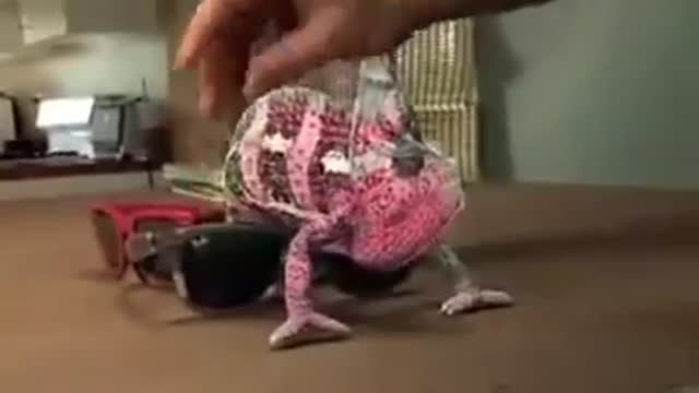 Chameleons change color so Funny