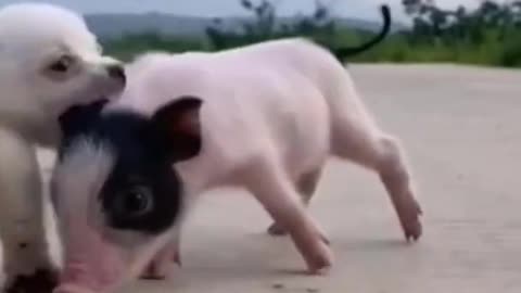 puppy and piglet are best friends!