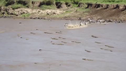 huge crocodile attacks zebra crossing the african nile