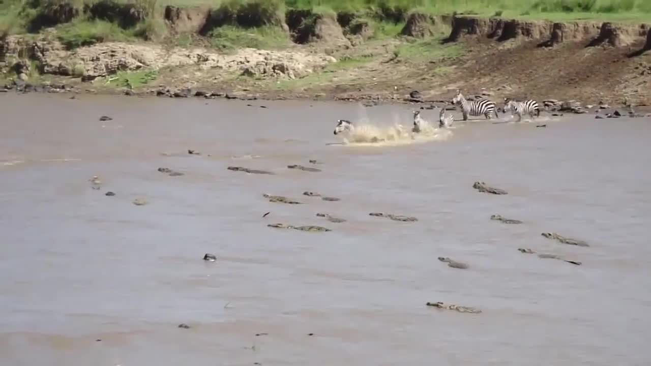 huge crocodile attacks zebra crossing the african nile