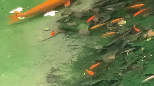 The big goldfish took his younger brother to find food