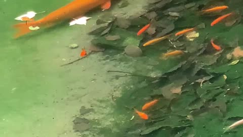 The big goldfish took his younger brother to find food