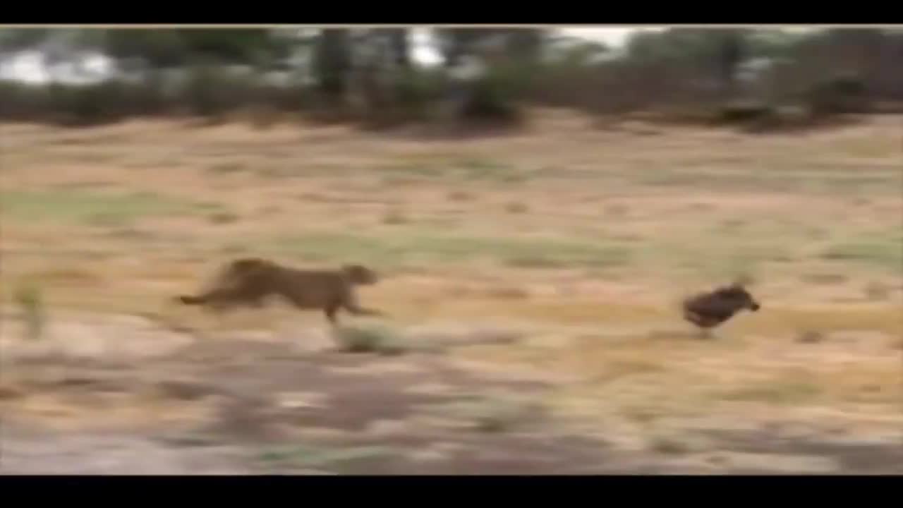 leopard hunting wild boar