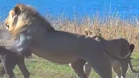 Loin attack on