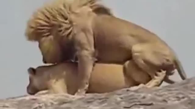 Lion mating - king of beasts