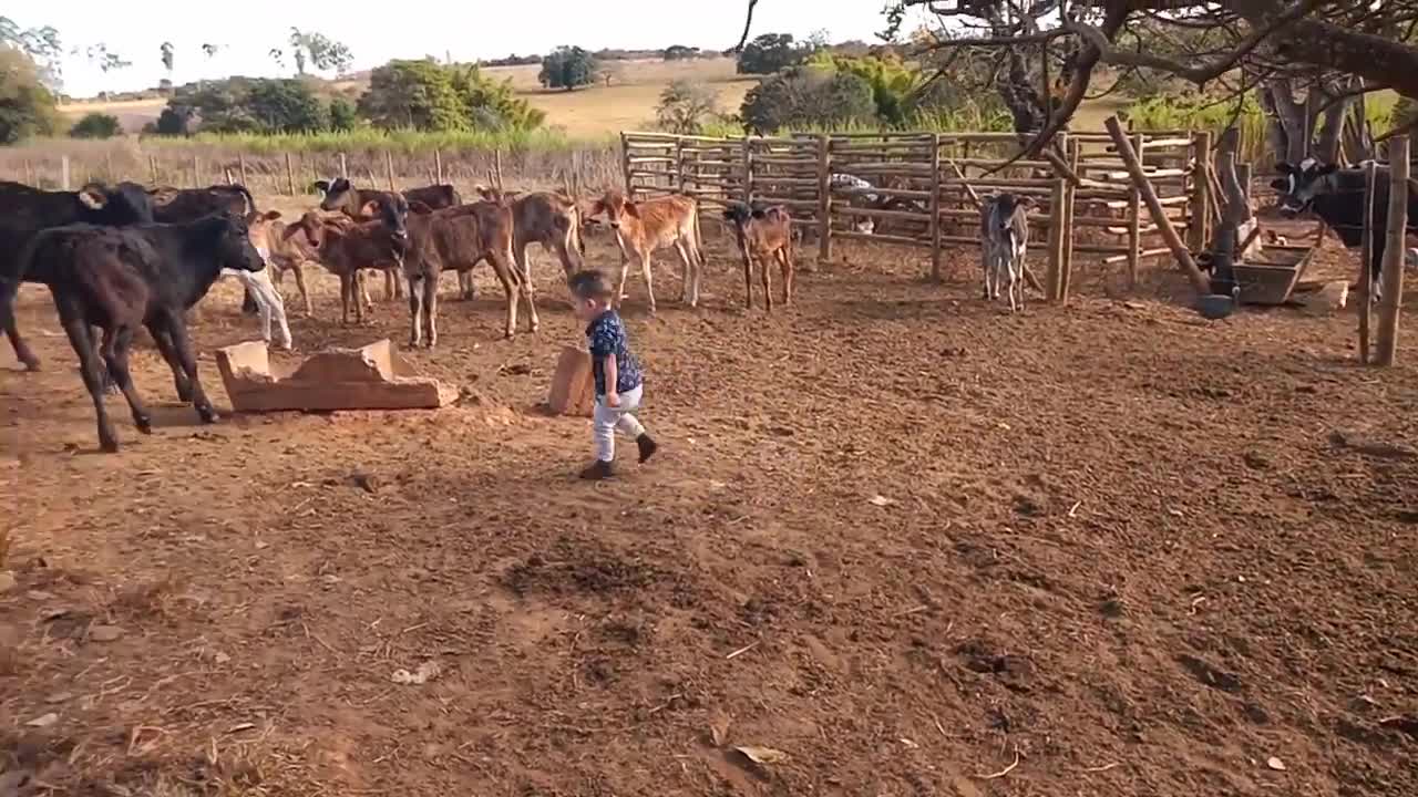 CHILD PLAYING WITH CALF