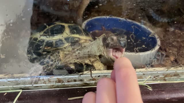 Turtle tries to go AGGRO on my finger