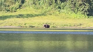 Bonanza Lake Moose 2