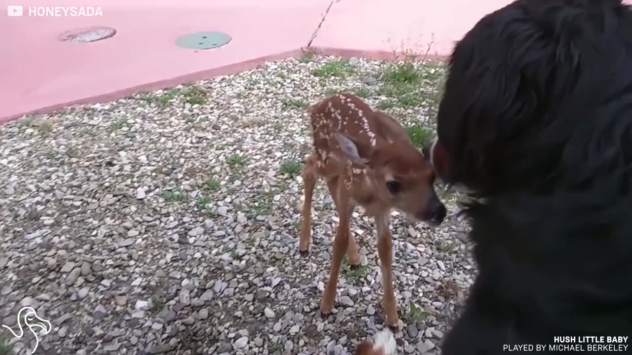 Man Finds Abandoned Baby Deer And Makes Her A Little Cast