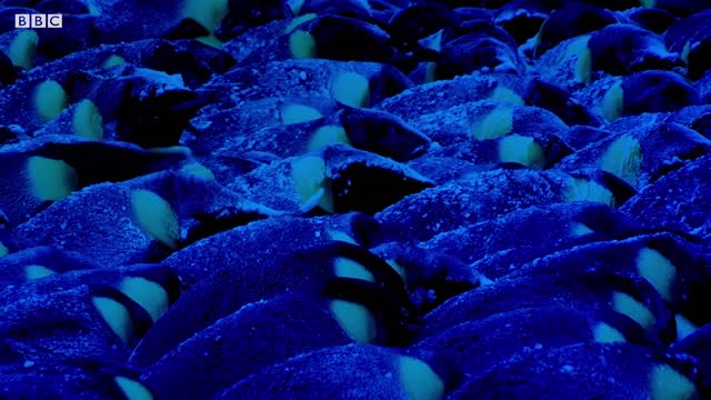 Baby Penguin Must Find Mother Before Freezing | Snow Chick: A Penguin's Tale | BBC Earth