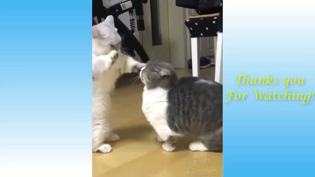 Funny cats 🤣 cats fight funny moments