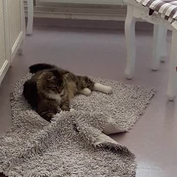 Funny Cat playing on carpet
