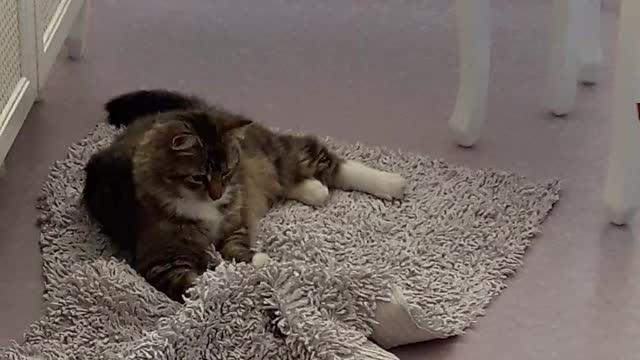 Funny Cat playing on carpet